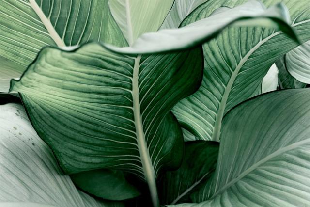 Regart Banana Leaf 2 65x97cm