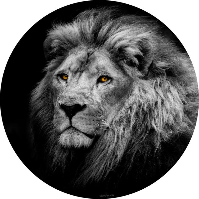 Toile glassart rond lion 45