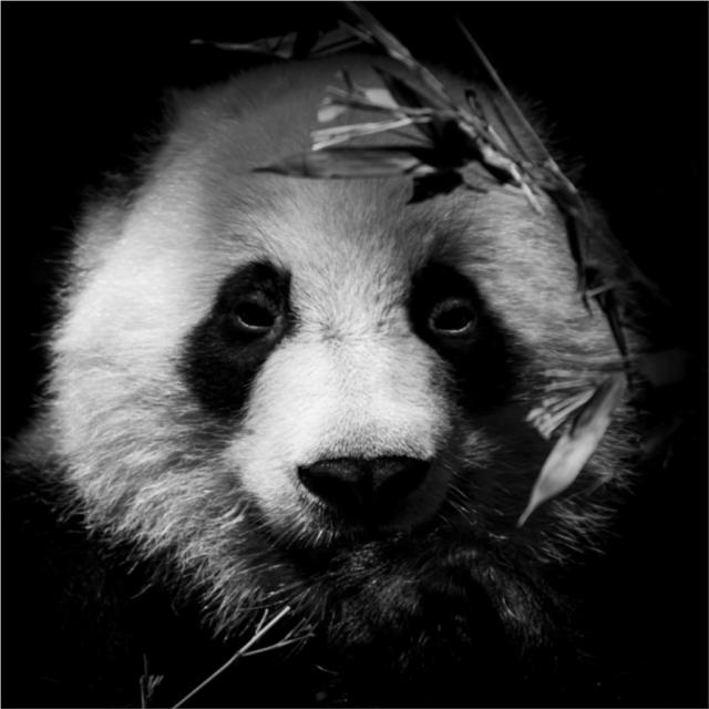 Toile Portrait Panda 45x45cm