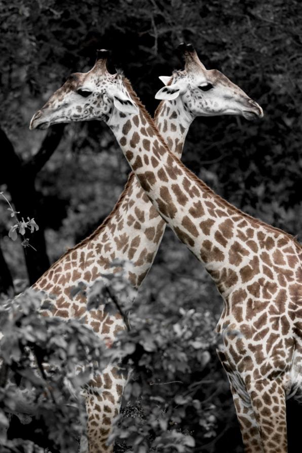 Toile Couple Girafe 30x45cm