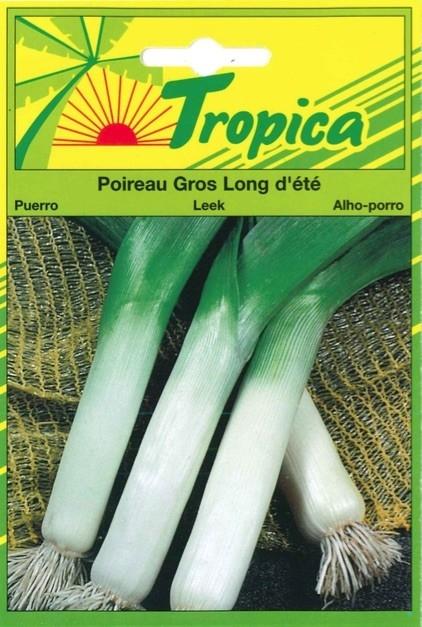 Poireau gros long d'ete