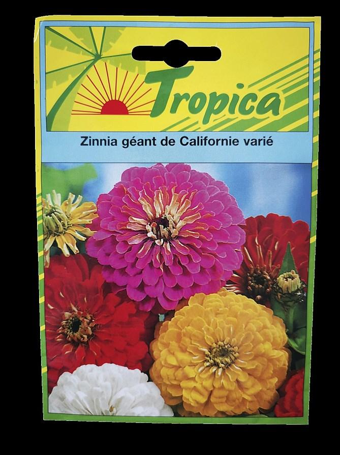 Zinnia Géant de Californie - TROPICA