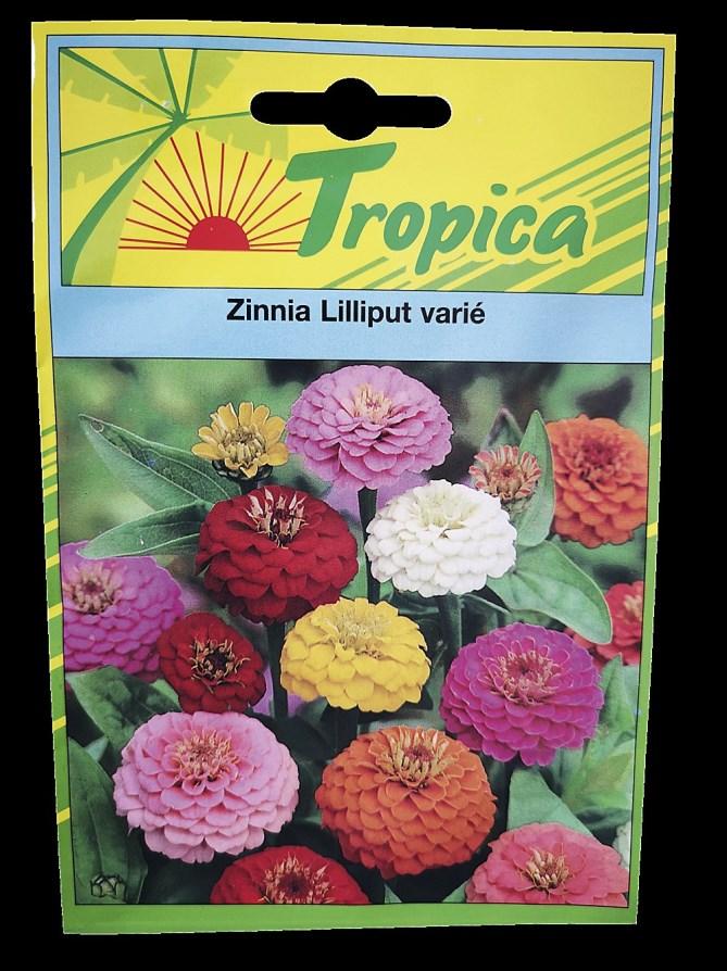 Zinnia Liliput - TROPICA