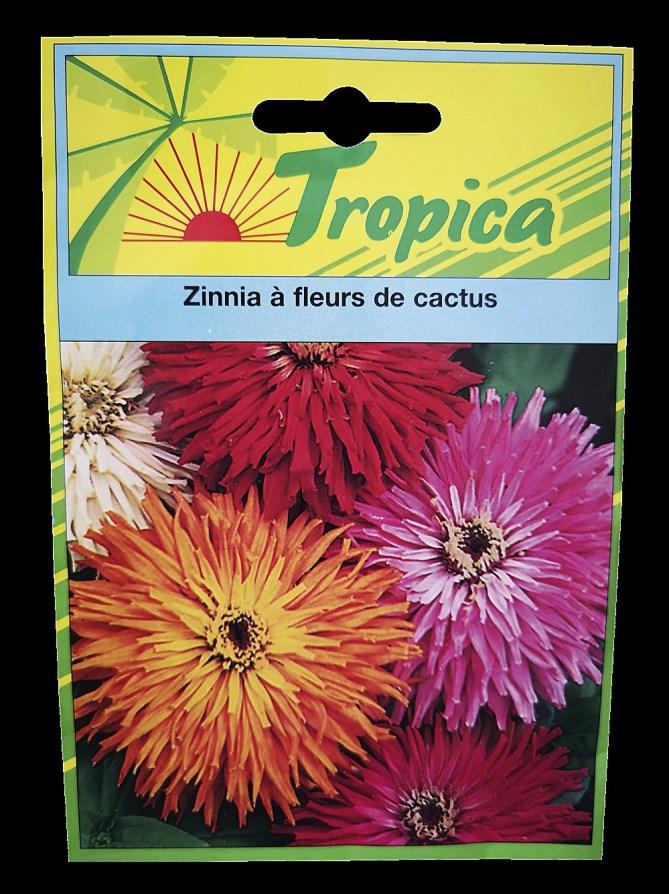 Zinnia à fleur de cactus