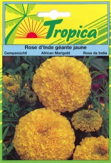 Rose inde geante jaune 0.15g