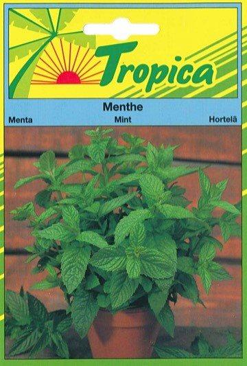 Menthe poivrée - TROPICA