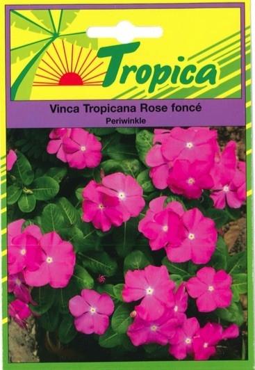 Vinca tropicana rose fonce