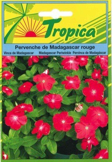 Pervenche de madagascar - TROPICA