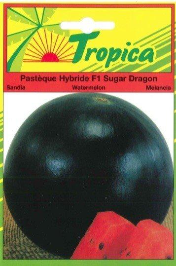 Pastèque hybride sugr dragon f1 - TROPICA