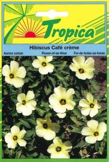 Hibiscus cafe creme