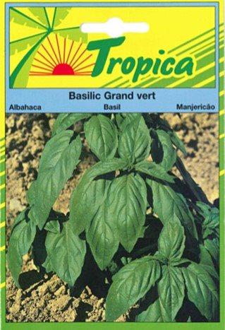 Basilic grand vert   - TROPICA